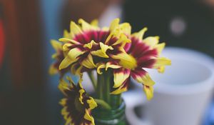 Preview wallpaper flowers, petals, vase