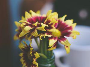 Preview wallpaper flowers, petals, vase