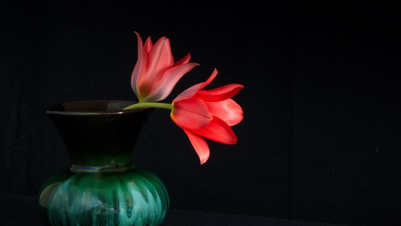 Wallpaper flowers, petals, vase, macro
