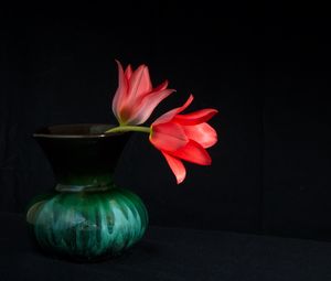 Preview wallpaper flowers, petals, vase, macro