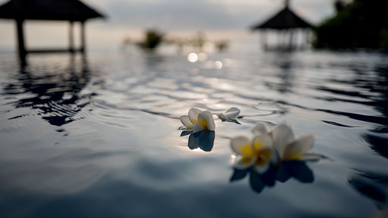 Wallpaper flowers, petals, water, pool, blur