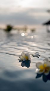 Preview wallpaper flowers, petals, water, pool, blur