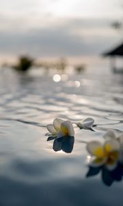 Preview wallpaper flowers, petals, water, pool, blur