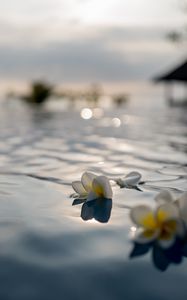 Preview wallpaper flowers, petals, water, pool, blur