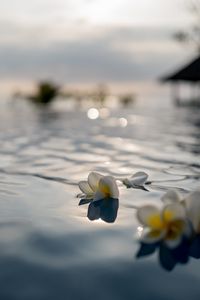 Preview wallpaper flowers, petals, water, pool, blur