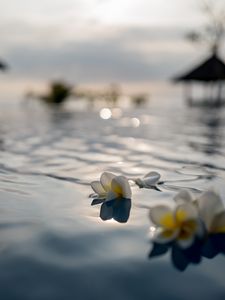 Preview wallpaper flowers, petals, water, pool, blur