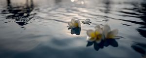 Preview wallpaper flowers, petals, water, pool, blur