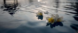 Preview wallpaper flowers, petals, water, pool, blur