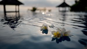 Preview wallpaper flowers, petals, water, pool, blur