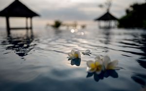 Preview wallpaper flowers, petals, water, pool, blur