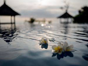 Preview wallpaper flowers, petals, water, pool, blur