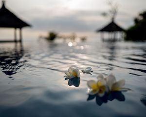 Preview wallpaper flowers, petals, water, pool, blur