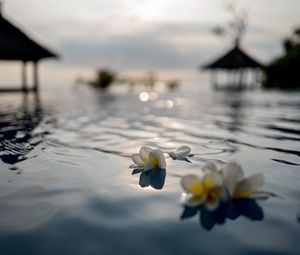 Preview wallpaper flowers, petals, water, pool, blur