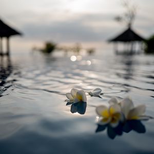 Preview wallpaper flowers, petals, water, pool, blur