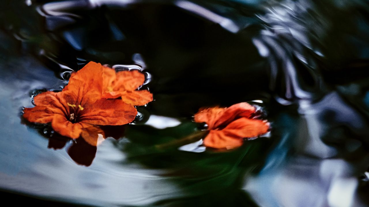 Wallpaper flowers, petals, water, waves, macro