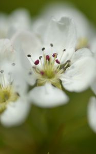 Preview wallpaper flowers, petals, white, macro, spring