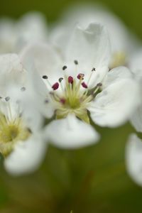 Preview wallpaper flowers, petals, white, macro, spring