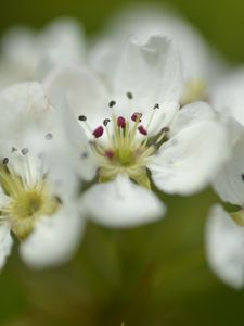 Preview wallpaper flowers, petals, white, macro, spring