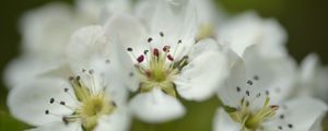 Preview wallpaper flowers, petals, white, macro, spring