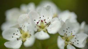 Preview wallpaper flowers, petals, white, macro, spring