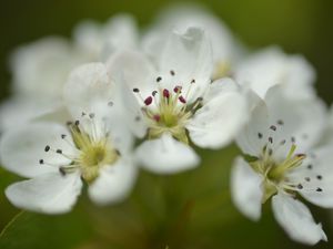 Preview wallpaper flowers, petals, white, macro, spring