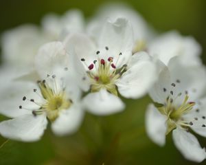 Preview wallpaper flowers, petals, white, macro, spring