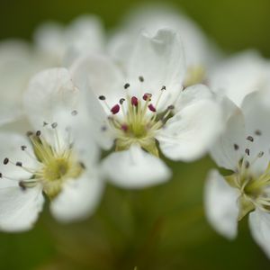 Preview wallpaper flowers, petals, white, macro, spring