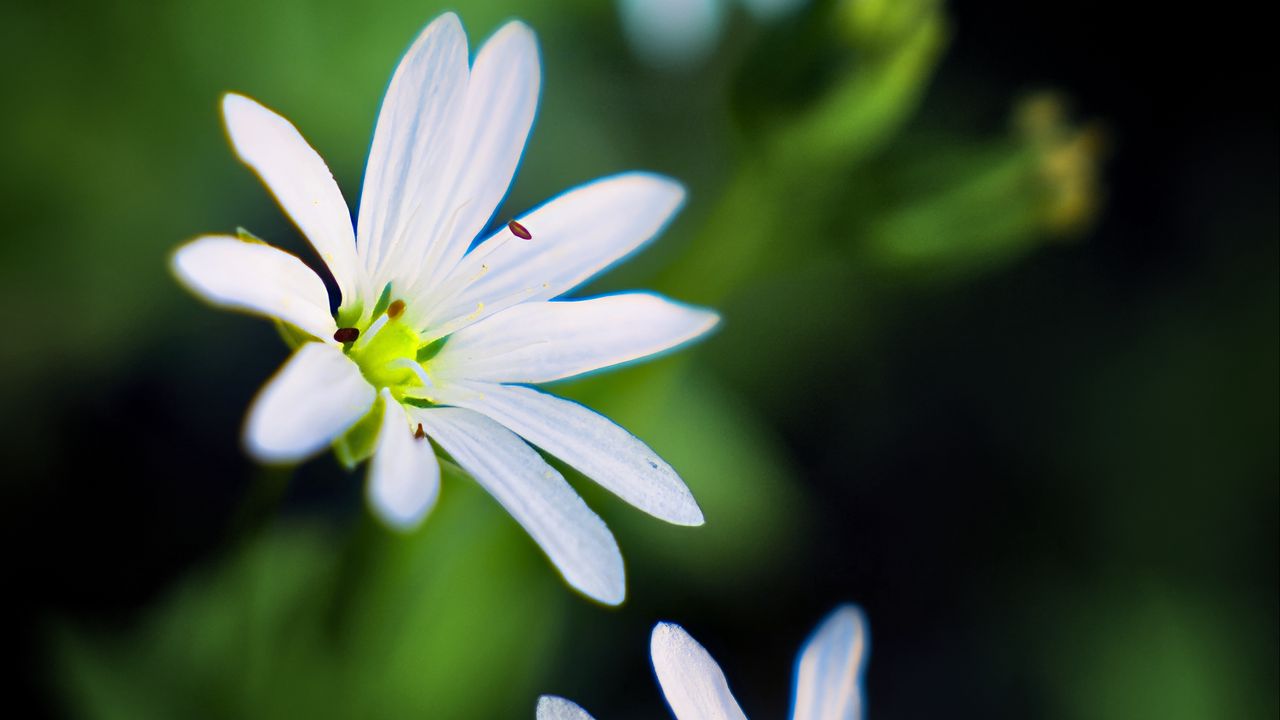 Wallpaper flowers, petals, white, macro, spring, blur