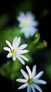 Preview wallpaper flowers, petals, white, macro, spring, blur