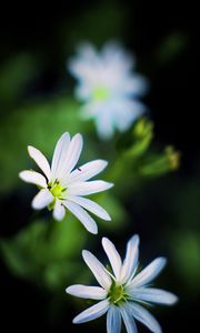 Preview wallpaper flowers, petals, white, macro, spring, blur