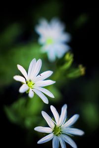 Preview wallpaper flowers, petals, white, macro, spring, blur