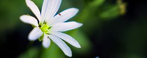 Preview wallpaper flowers, petals, white, macro, spring, blur