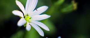 Preview wallpaper flowers, petals, white, macro, spring, blur