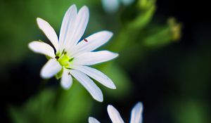 Preview wallpaper flowers, petals, white, macro, spring, blur