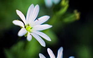 Preview wallpaper flowers, petals, white, macro, spring, blur