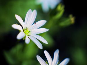 Preview wallpaper flowers, petals, white, macro, spring, blur