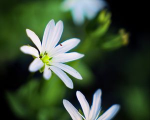 Preview wallpaper flowers, petals, white, macro, spring, blur