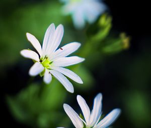 Preview wallpaper flowers, petals, white, macro, spring, blur