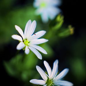 Preview wallpaper flowers, petals, white, macro, spring, blur