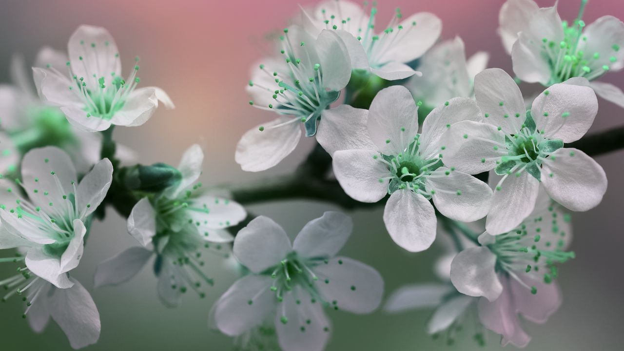 Wallpaper flowers, petals, white, green, bloom