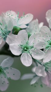 Preview wallpaper flowers, petals, white, green, bloom