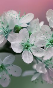 Preview wallpaper flowers, petals, white, green, bloom