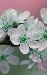 Preview wallpaper flowers, petals, white, green, bloom