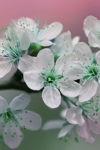 Preview wallpaper flowers, petals, white, green, bloom