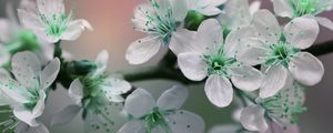 Preview wallpaper flowers, petals, white, green, bloom