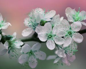 Preview wallpaper flowers, petals, white, green, bloom