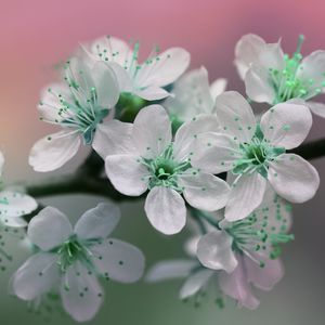 Preview wallpaper flowers, petals, white, green, bloom