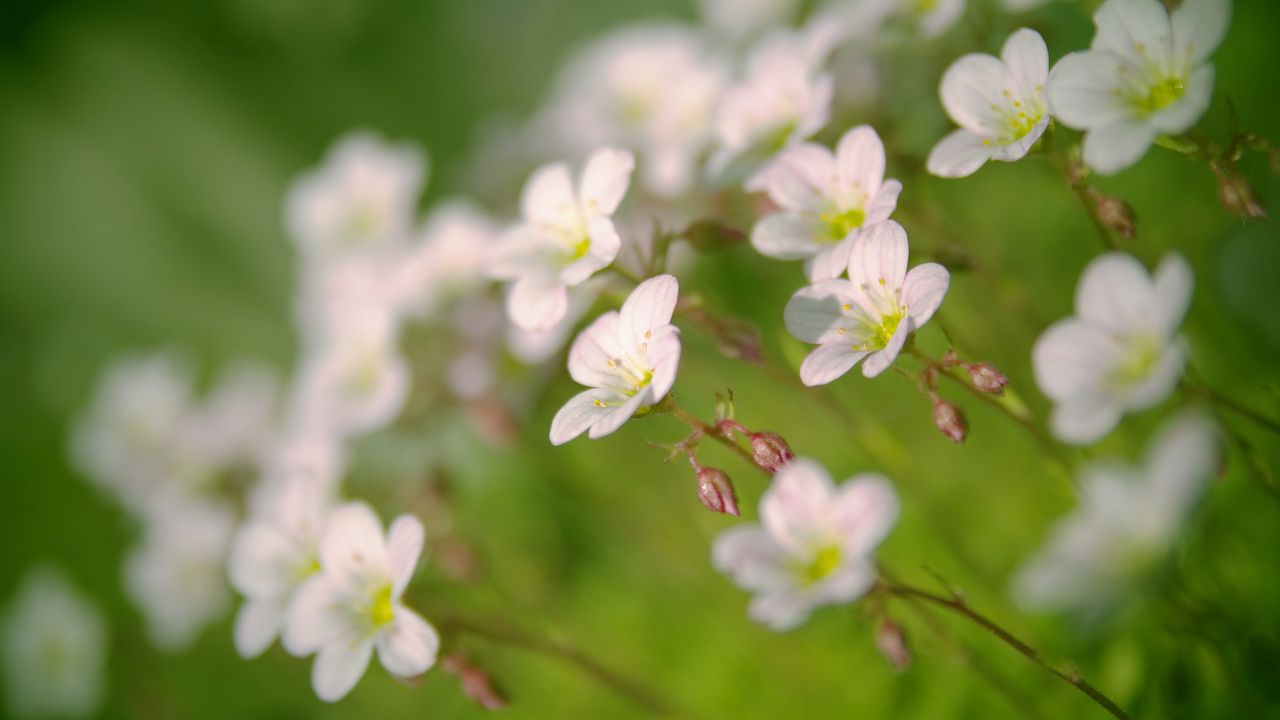 Wallpaper flowers, petals, white, blooming, blur