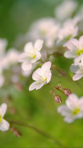 Preview wallpaper flowers, petals, white, blooming, blur