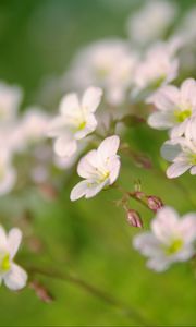 Preview wallpaper flowers, petals, white, blooming, blur